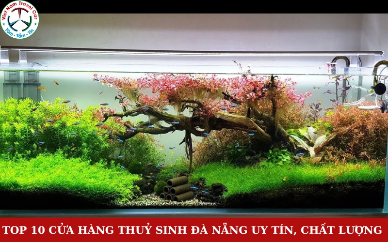 Top 10 Cửa hàng thuỷ sinh Đà Nẵng uy tín, chất lượng