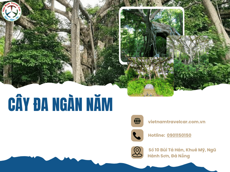 Cây đa ngàn năm: Cây đa cổ thụ với hình dáng kỳ vĩ